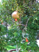 the blessed pomegranate of holy Persephone?